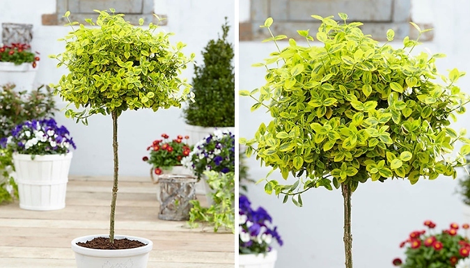 1 or 2 Euonymus 'Emerald 'n' Gold' Standard Trees