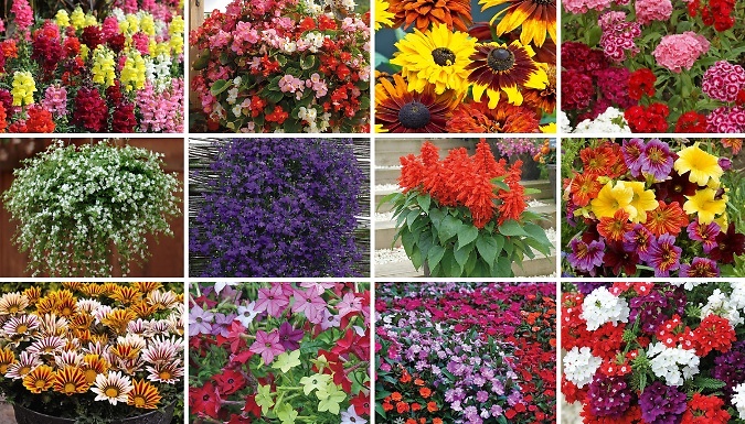 Mixed Flowering Summer Bedding Plug Plants - Up to 120-Plants!