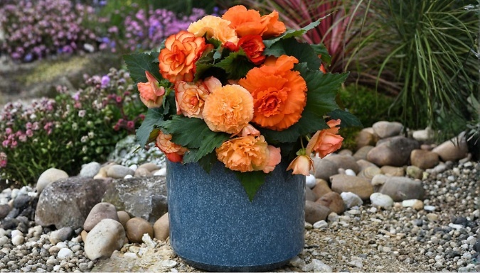 12-Pack Begonia Majestic Apricot Shades Mix Plants