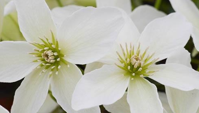 1, 2 or 3 Fragrant Clematis Kimiko