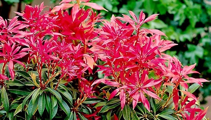 1 or 3-Pack of Pieris Japonica 'Forest Flame' Plants - 9cm or 2L Pots!