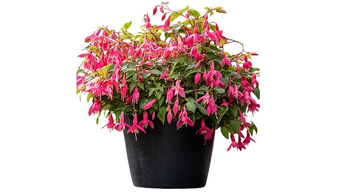 Humming-Bird Fuchsia Plants - Set of 3 or 6 Pots. from Go Groopie IE