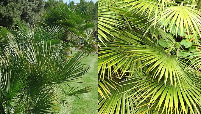 Garden Ready Chamaerops Humilis Fan Palm - 2 Sizes