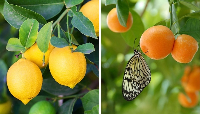 Orange 'Calamondin' & Lemon 'Citron' Tree Collection