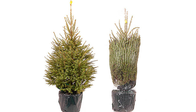 PRE-ORDER: Pot Grown Norway Spruce Christmas Tree
