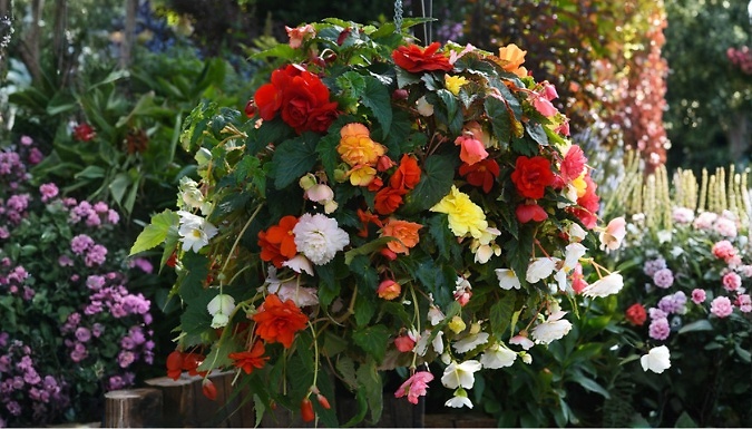 Image of 12-Pack Begonia Sun Dancer Mixed Plants