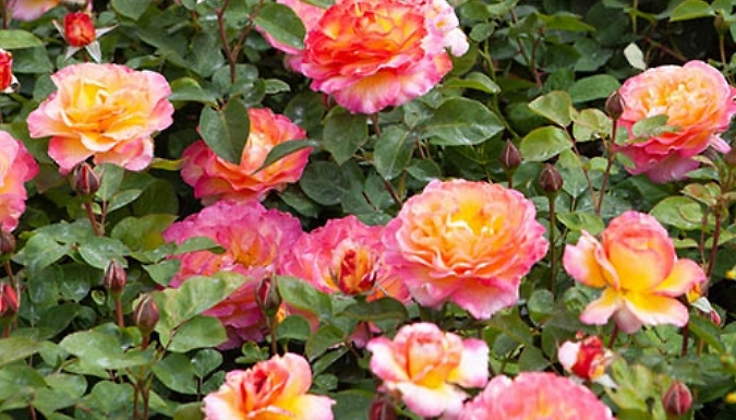 3L Rose Gorgeous Plant - Garden Ready. at Go Groopie