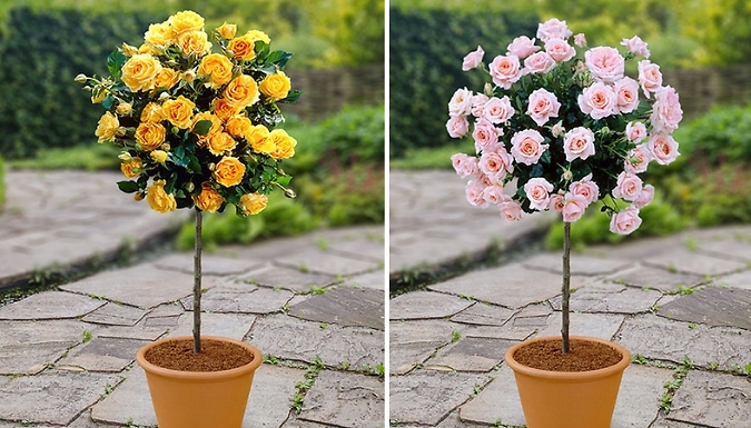 1, 2 or 4 Patio Rose Trees - 4 Colours!