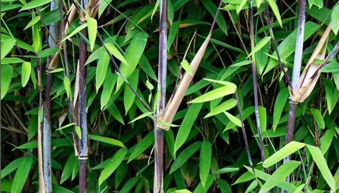 Bamboo 'Black Dragon' Potted Plants - Buy 1, 2 or 3!