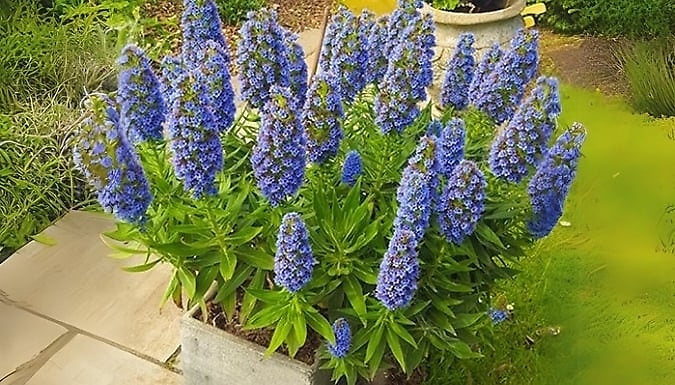 5L 'Pride of Madeira' Echium Candicans