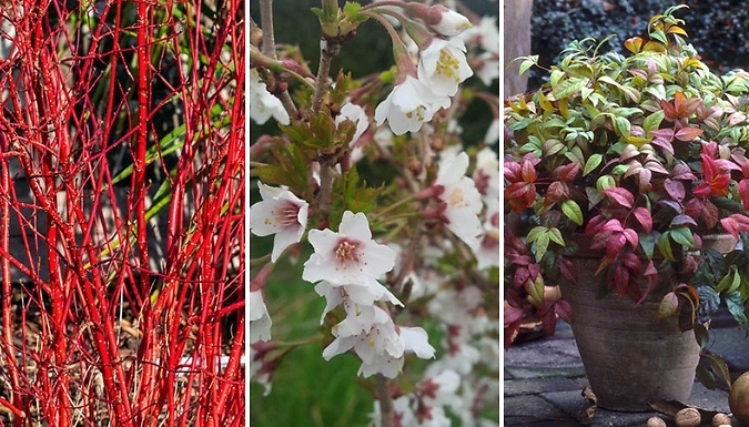 3L All Year Interest Shrubs - 3 Variations!
