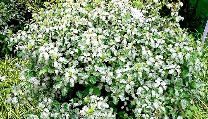 Pittosporum Tenuifolium 'Irene Paterson' - 1, 2 or 3 Pots!