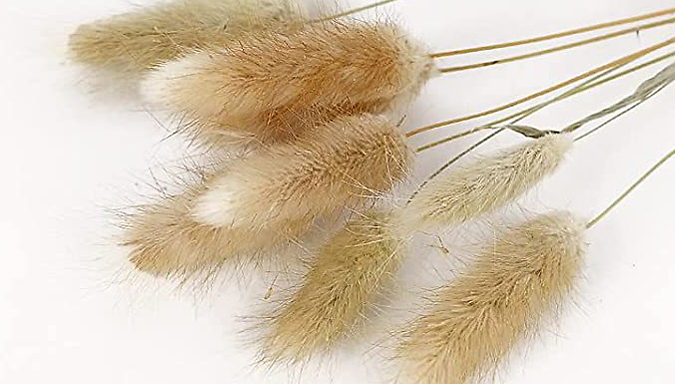 Naturally Dried Pampas Grass Bouquet - 50 to 100-Pack