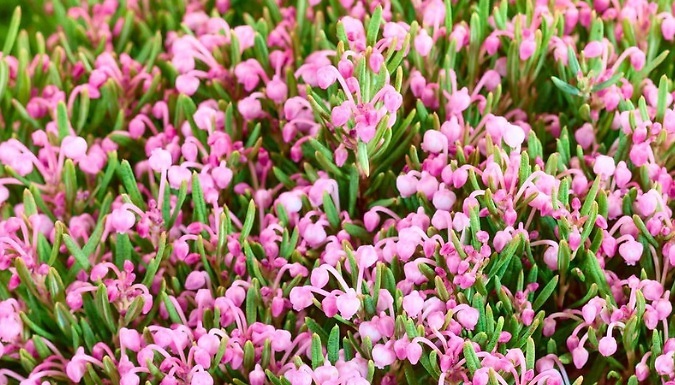 Andromeda Polifolia Ericaceae 'Compacta' - 2L Pot!