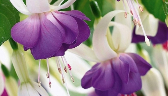 Hardy Fuchsia Collection - 4 Pots