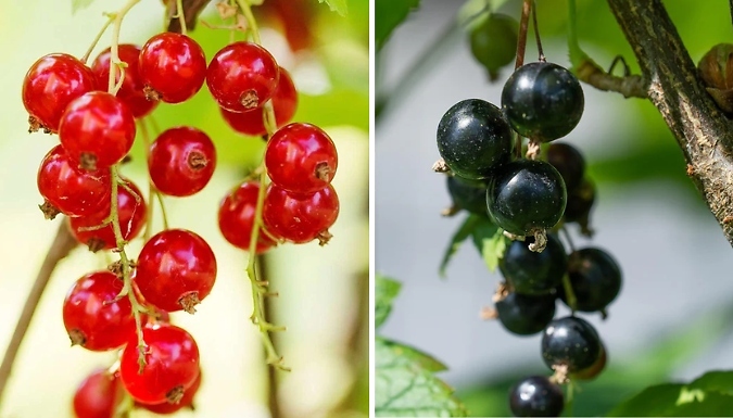 3-Pack of Redcurrant or Blackcurrant Plants from Go Groopie IE