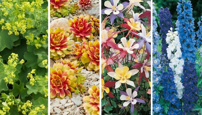 24 Plug Hardy Garden Perennial Collection