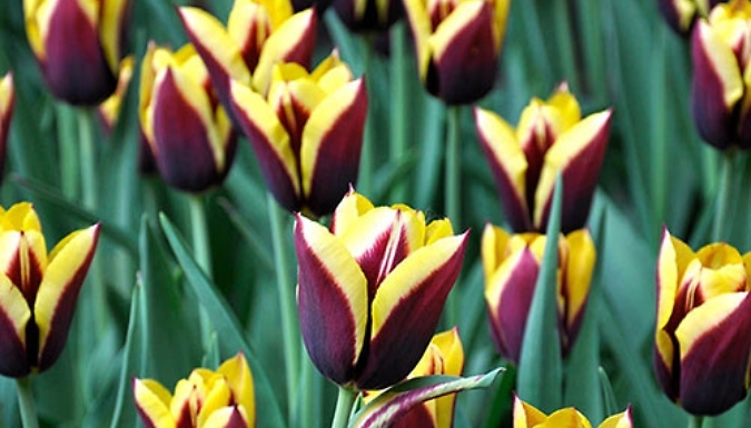 Tulip 'Gavota' Bulbs - 12 or 24 Bulbs!