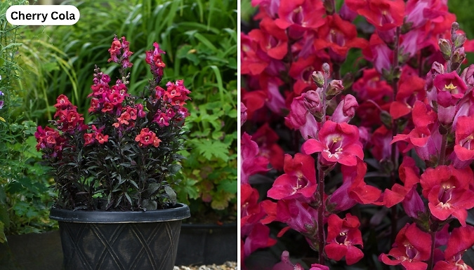 12-Pack Antirrhinum Garden Ready Plants - 4 Options!