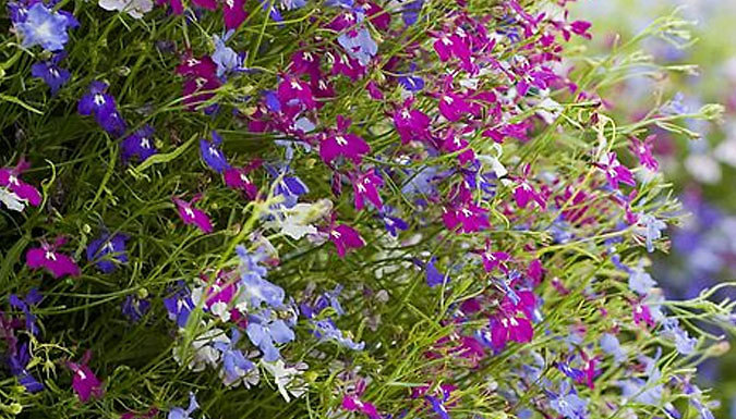 36 or 72 Plants Lobelia 'Cascade Improved Mixed' plants