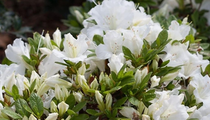 Dwarf Japanese Azalea Japonica 'Diamant White' - 2 Sizes!
