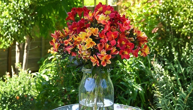 3, 6 or 9-Pack Alstroemeria 'Summer Trio' Jumbo Plugs