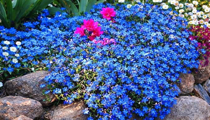1L Lithodora Diffusa 'Heavenly Blue' - Evergreen Shrub