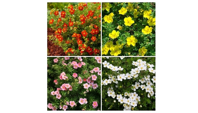 Garden Ready Potentilla Collection - 4 Varieties