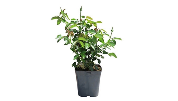 Best Mum Ever Rose - 3L - 4L Pot