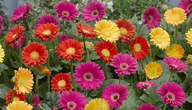 3 Pack Gerbera Garvinea 'Sweet' Bright Collection. at Go Groopie