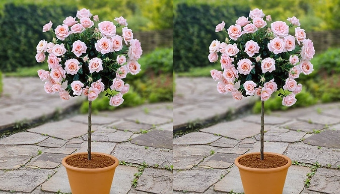 Pair of Patio Rose Trees - 4 Colours