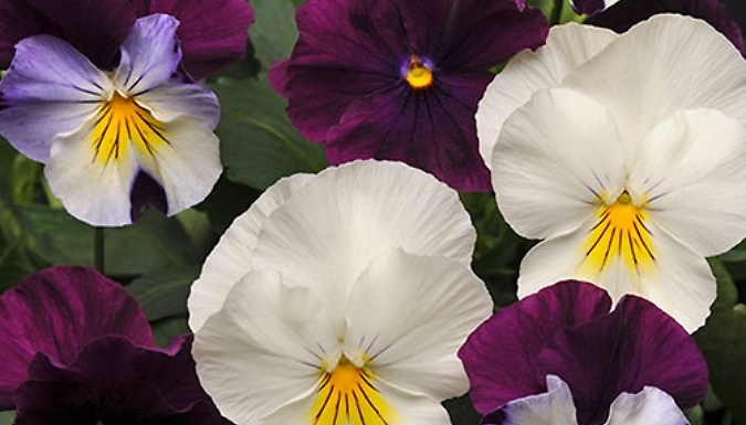 2-Pack Pre-Planted 'Cool Wave Berries & Cream' Hanging Baskets