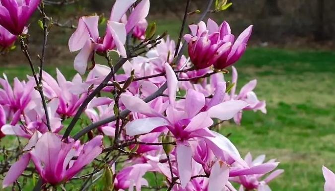 Magnolia Betty Tree - 2 Sizes!