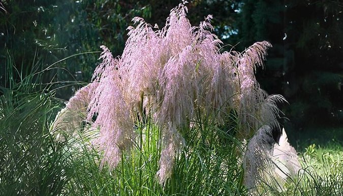 2 Pack Pink Pampas Grass - Garden Ready!