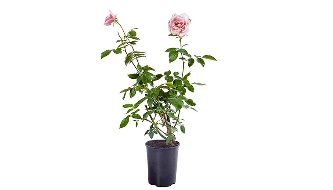 3L Climbing Rose New Dawn Plant