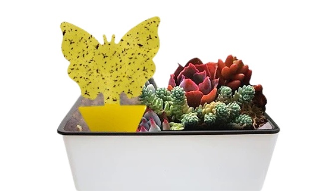 20-Pack Butterfly-Shaped Sticky Insect Catchers