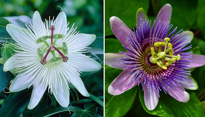Passion Flower Collection - 3 Pots!