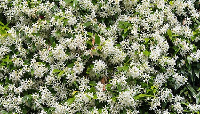 1 or 3 Star Jasmine Trachelospermum Jasminoides