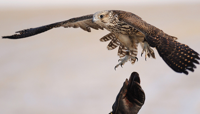 3-Hour Falconry Experience - 6 UK Venues