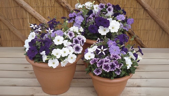 PRE-SALE: Petunia 'Montage' Plug Plants - 20 or 60 Pack!