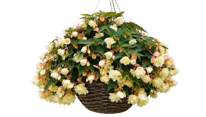 Pre-Planted Begonia Belina Vanilla Hanging Basket - 10-Inch!