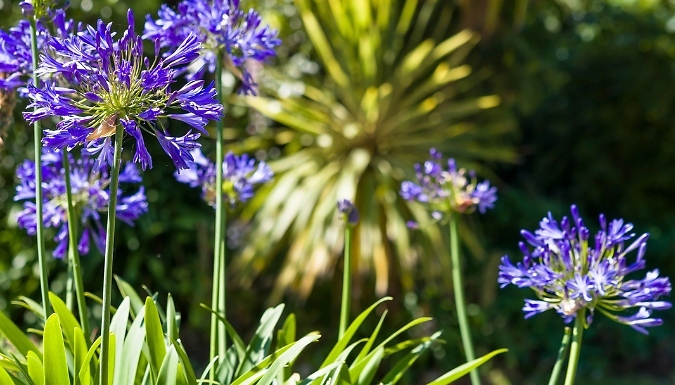 Agapanthus ‘Brilliant Blue’ African Lily – 1 or 3 Pots!