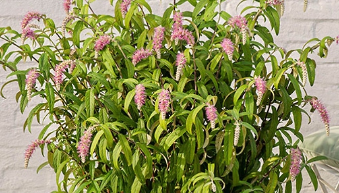 3L Rostrinucula Dependens 'Waterfall Buddleia' Plant