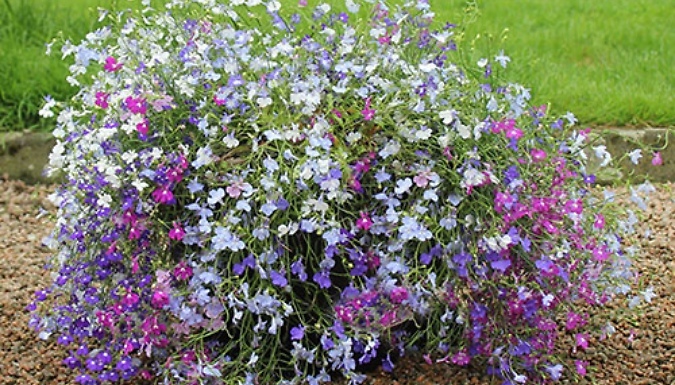 Lobelia Trail Away - 24 Plug Plants!