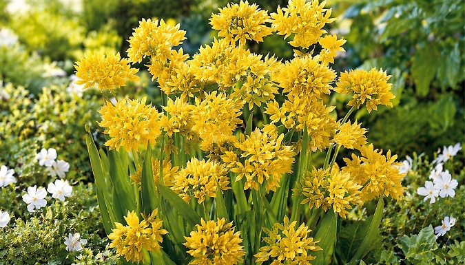 Ultimate Summer Bulb Collection - Up to 300 Bulbs!