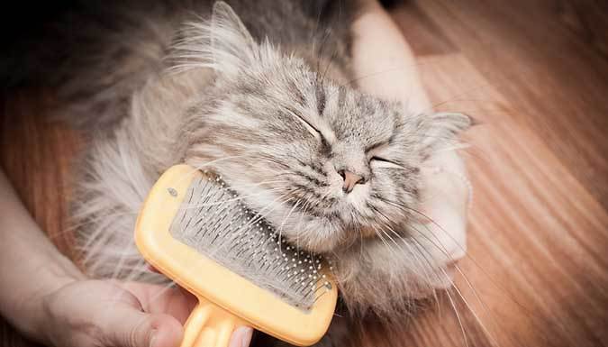 Essential Cat and Kitten Care Online Course