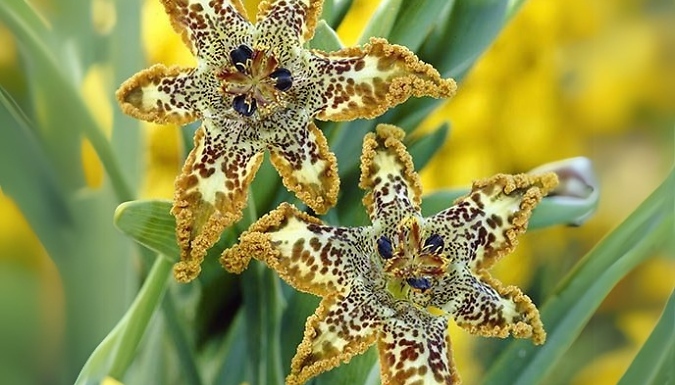 3-Pack Ferraria Crispa Starfish Iris