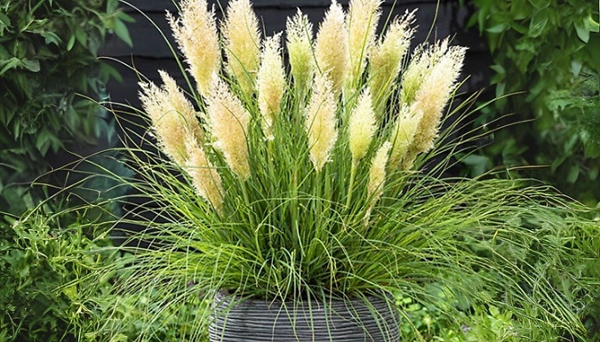 The Ultimate Pampas Grass Collection