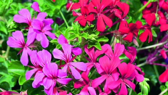 Pre-Planted Geranium Balcon Mix Hanging Basket - 25cm or 35cm!