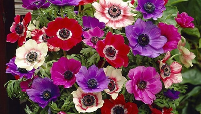 Anemone De Caen Mix Bulbs - 75 or 150 Bulbs!